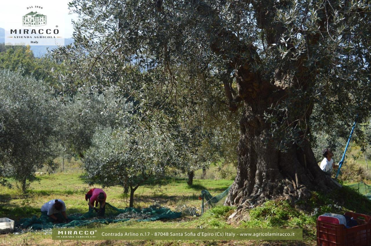Agriturismo Miracco Atanasio Franco "Il Maniero" Santa Sofia d'Epiro Екстериор снимка