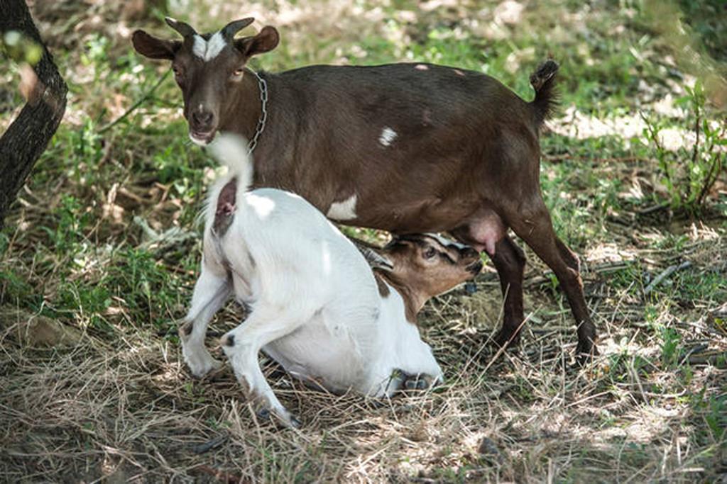 Agriturismo Miracco Atanasio Franco "Il Maniero" Santa Sofia d'Epiro Екстериор снимка