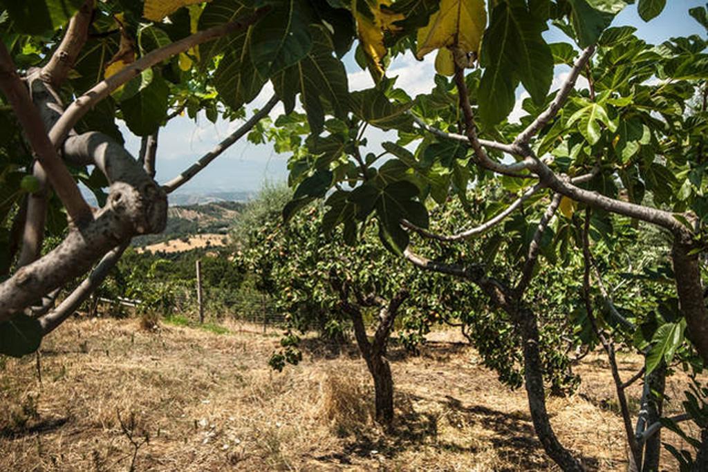 Agriturismo Miracco Atanasio Franco "Il Maniero" Santa Sofia d'Epiro Екстериор снимка
