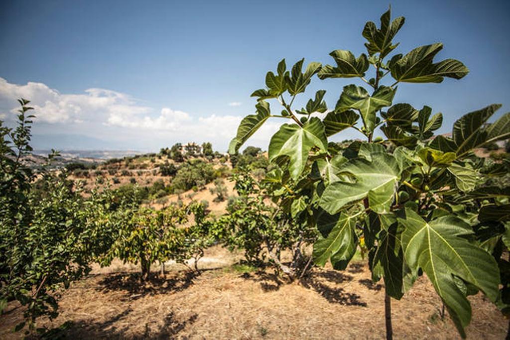 Agriturismo Miracco Atanasio Franco "Il Maniero" Santa Sofia d'Epiro Екстериор снимка