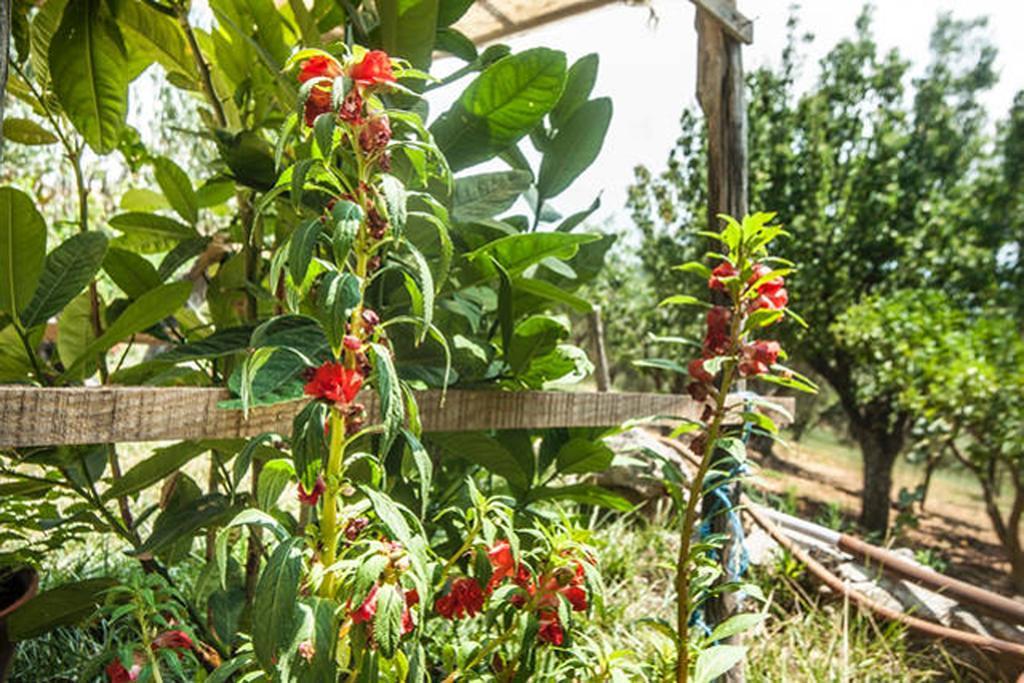 Agriturismo Miracco Atanasio Franco "Il Maniero" Santa Sofia d'Epiro Екстериор снимка
