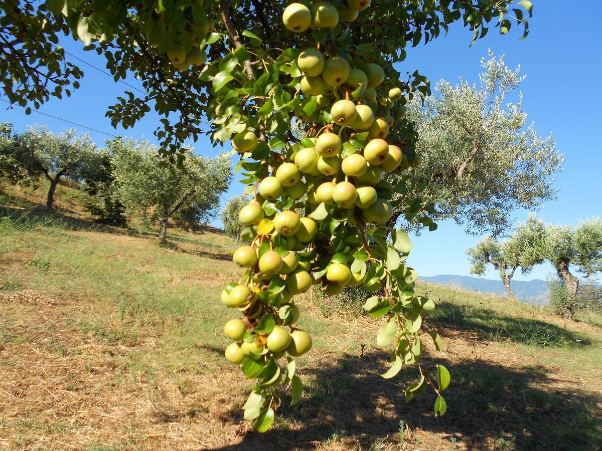 Agriturismo Miracco Atanasio Franco "Il Maniero" Santa Sofia d'Epiro Екстериор снимка